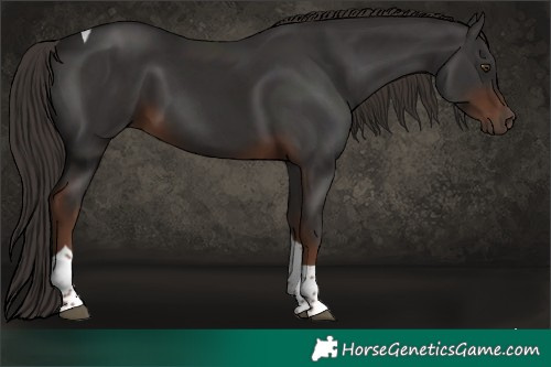 Horse Color:Liver Chestnut Tobiano Rabicano 