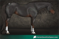Horse Color:Liver Chestnut Tobiano Rabicano 