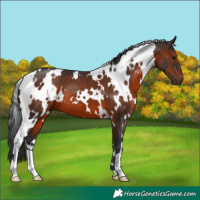 Horse Color:White Spotted Brown