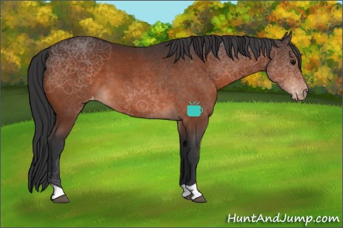 Horse Color:Bay Appaloosa 
