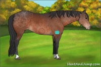 Horse Color:Bay Appaloosa 