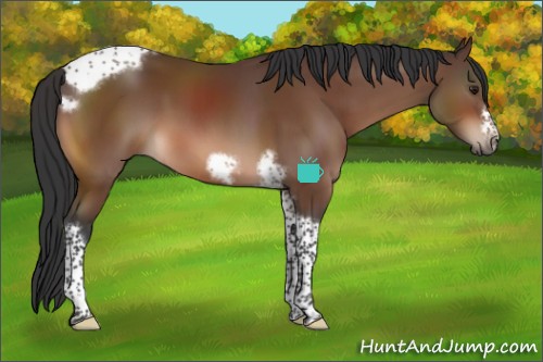 Horse Color:Brown Tobiano Frame 