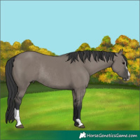 Horse Color:Grullo Sabino Rabicano
