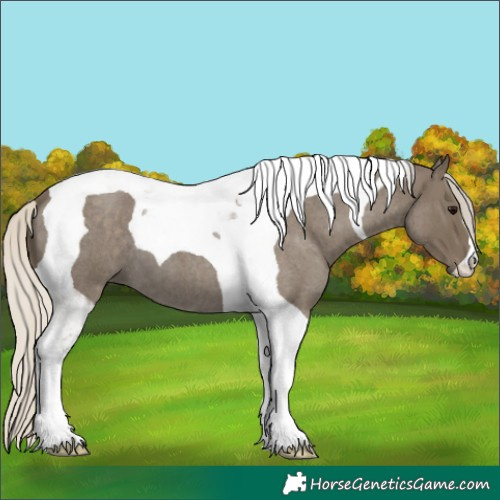 Horse Color:Silver Smoky Blue Roan Tobiano