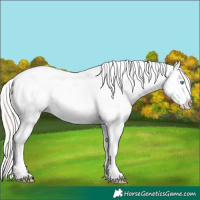 Horse Color:Cremello Roan Splash Frame Appaloosa Rabicano