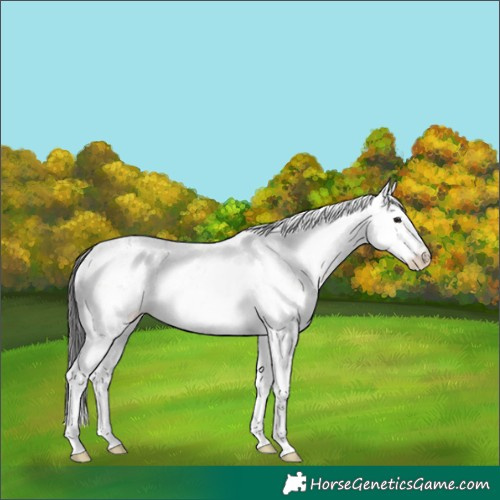 Horse Color:Brown Dun Sabino 