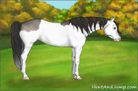 Horse Color:Brown Dun Sabino Splash 