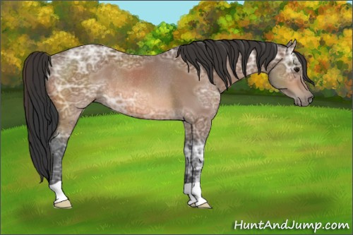 Horse Color:Bay Ice Rabicano 