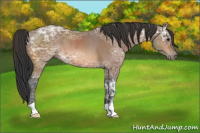Horse Color:Bay Ice Rabicano