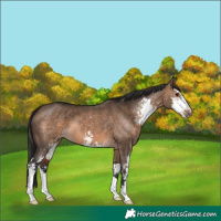 Horse Color:Brown Dun Sabino 