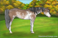Horse Color:Brown Dun Sabino 