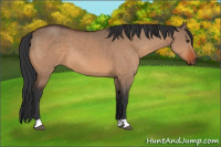 Horse Color:Bay Dun