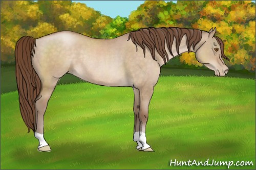 Horse Color:Brown Pearl Dun Rabicano 