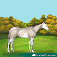 Horse Color:Brown Pearl Dun Splash 
