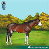 Horse Color:Brown Sabino