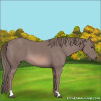 Horse Color:Platinum Chestnut 