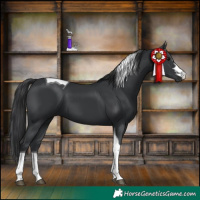 Horse Color:Black Tobiano 