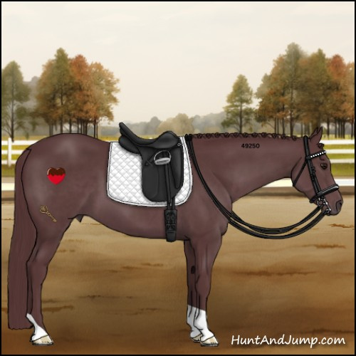 Horse Color:Chocolate Black Chinchilla