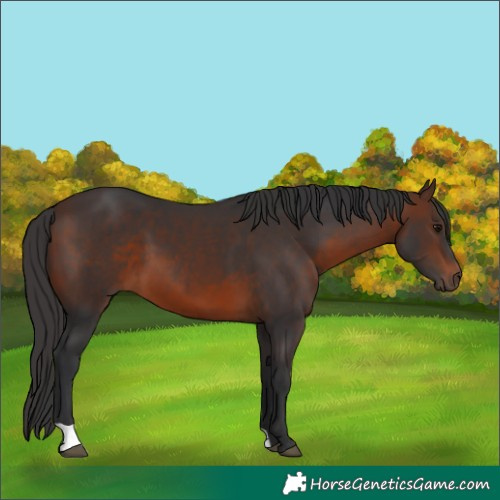 Horse Color:Brown 