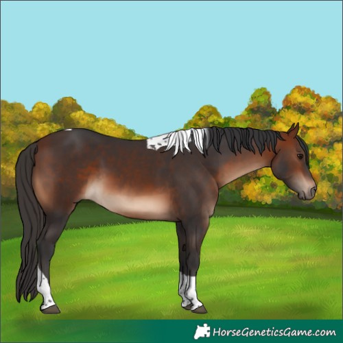 Horse Color:Bay Tobiano 