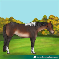 Horse Color:Bay Tobiano 