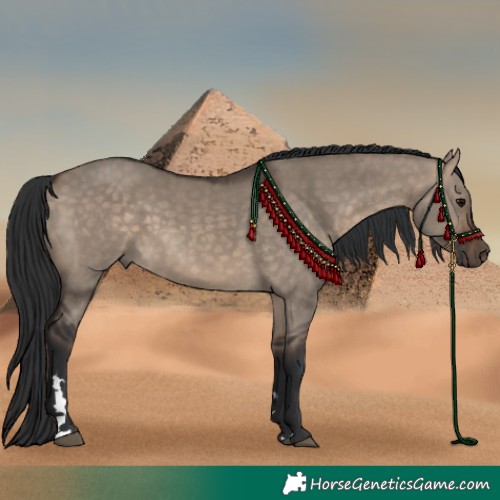Horse Color:Bay Dun