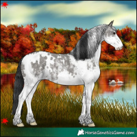 Horse Color:White Spotted Grullo 