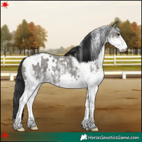Horse Color:White Spotted Grullo 