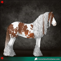 Horse Color:White Spotted Chestnut Splash
