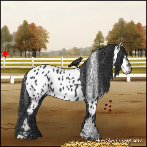 Horse Color:Black Near Leopard