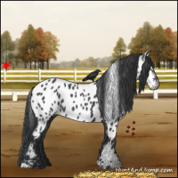 Horse Color:Black Near Leopard