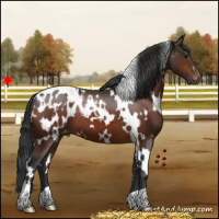 Horse Color:White Spotted Bay Appaloosa 