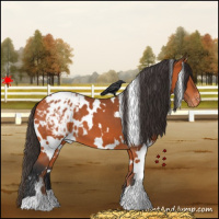 Horse Color:White Spotted Bay Appaloosa