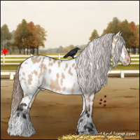 Horse Color:White Spotted Bay Dun Appaloosa 