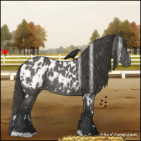 Horse Color:White Spotted Grullo Appaloosa 