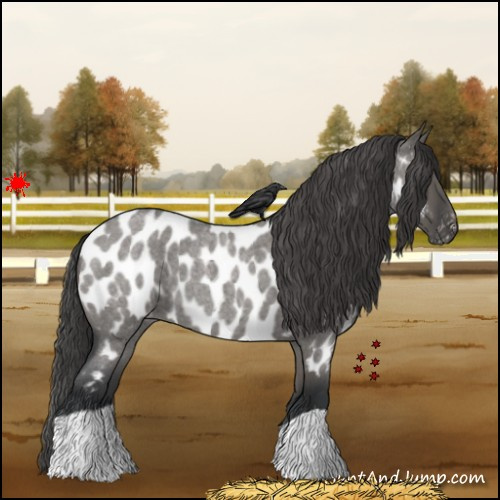 Horse Color:Grullo Roan Appaloosa 