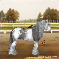 Horse Color:White Spotted Grullo Appaloosa 