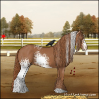 Horse Color:White Spotted Chestnut
