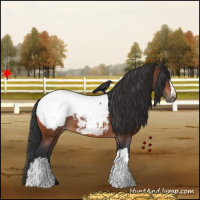 Horse Color:Bay Snowcap 