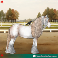 Horse Color:White Spotted Chestnut Appaloosa 