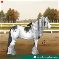 Horse Color:White Spotted Black