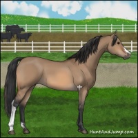 Horse Color:Bay Dun 