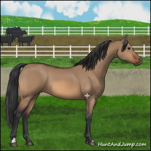 Horse Color:Bay Dun Rabicano