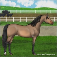 Horse Color:Bay Dun Rabicano 