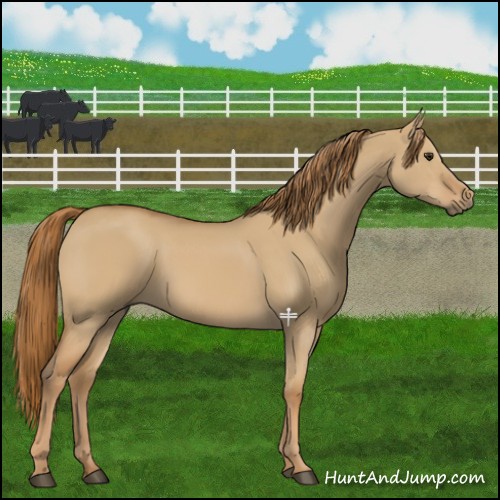 Horse Color:Red Dun 