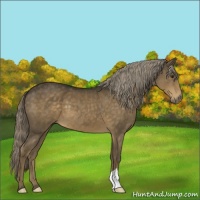Horse Color:Chocolate Palomino 
