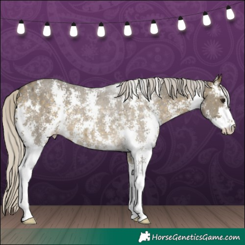 Horse Color:Silver Buckskin Sabino 