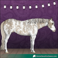 Horse Color:Silver Buckskin Sabino 