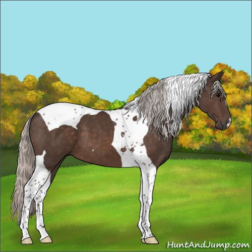 Horse Color:Silver Brown Tobiano 