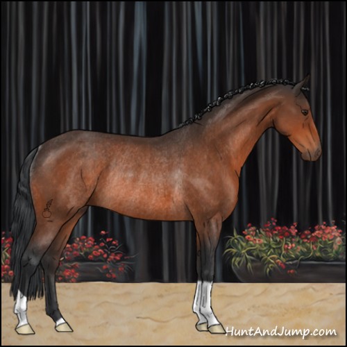 Horse Color:Brown Rabicano